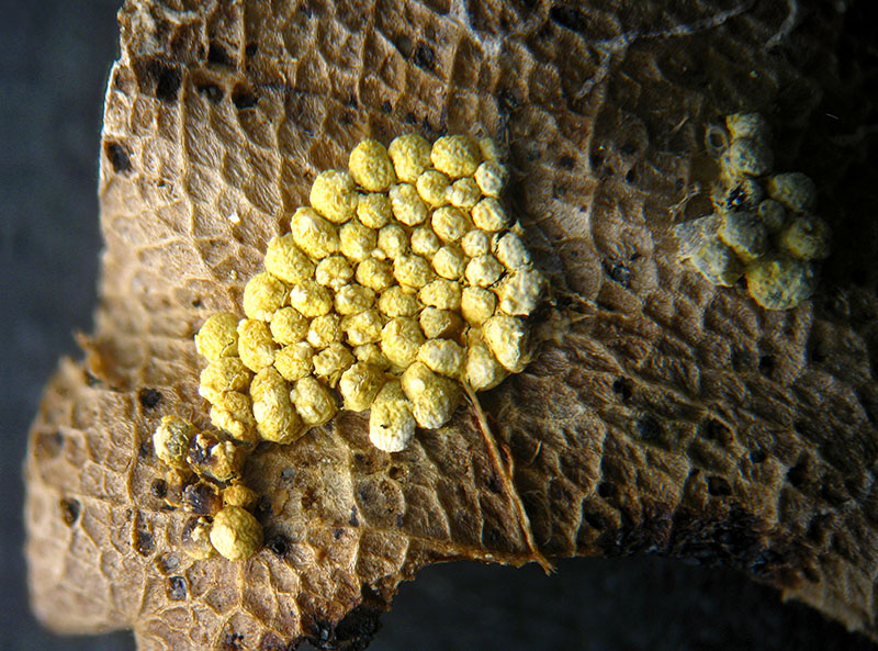 Physarum conglomeratum